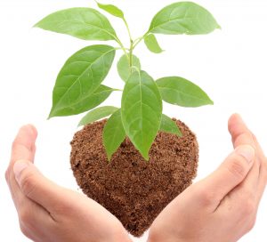 hands holding dirt with new plant